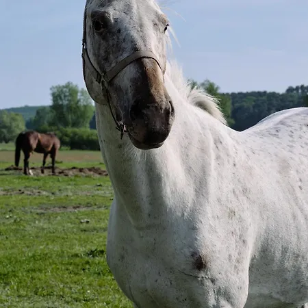 C14 Südbalkon Mit Blick Ins Grüne&nutzung Der Wellness-&aktivbereiche Im Pine Hill Apartamento Zirchow