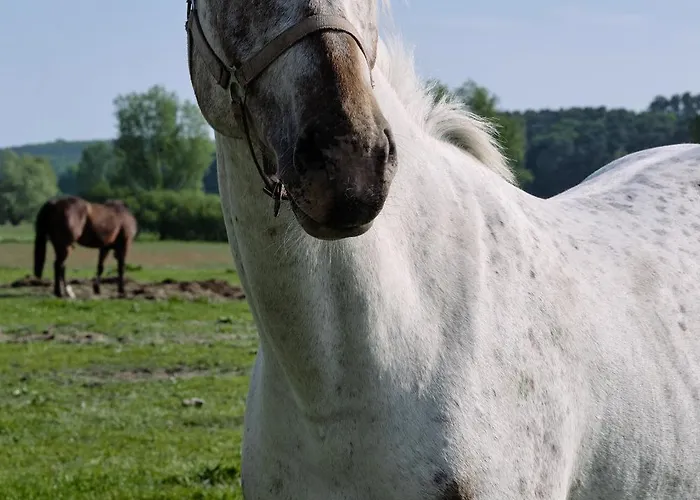 C14 Suedbalkon Mit Blick Ins Gruene & Nutzung Der Wellness- & Aktivbereiche Im 